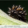 melitaea caucasogenita final larva2